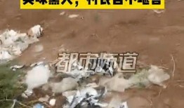 焦作武陟村民爆料案件最新,真相渐明，警方全力侦破中”